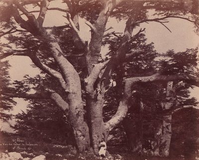 Góra Liban. Pień jednego z cedrów Salomona, 1850-53. autorstwa Ernest Benecke