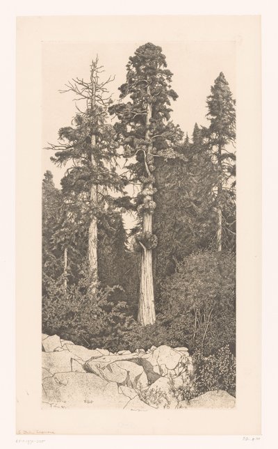 Boom sekwojowy Sekwoja dziecka autorstwa Ernest Haskell (signed by artist)