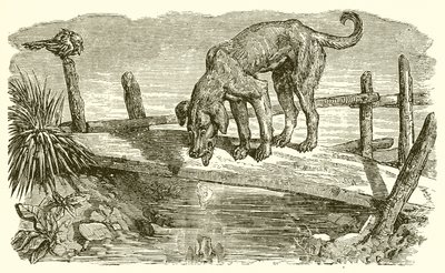 Pies i jego cień autorstwa Ernest Henry Griset