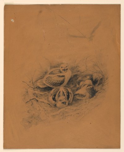 Ptaki autorstwa Ernest Thompson Seton