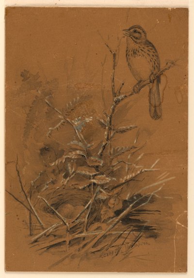 Pieśni Wróbel autorstwa Ernest Thompson Seton