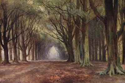 The Beech Avenue, Thoresby (kolor lito) autorstwa Ernest William Haslehust