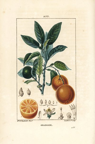 Bigaradier, Orange, Citrus aurantium, z gałązkami, liśćmi, kwiatami, dojrzałymi i niedojrzałymi owocami oraz przekrojem owoców. Ręcznie barwiony miedzioryt punktowany autorstwa Lamberta Juniora z rysunku Ernestine Panckoucke z Chaumeton, Poiret and Chamber autorstwa Ernestine Panckoucke