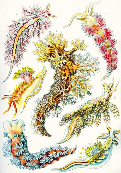 Kolekcja Nudibranchia z „Art Forms of Nature” autorstwa Ernst (after) Haeckel