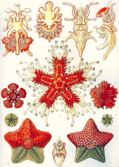 Asteridea „Sztuczne formy natury” autorstwa Ernst (after) Haeckel