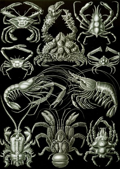 Przykłady „sztucznych form przyrody” Decapody autorstwa Ernst (after) Haeckel