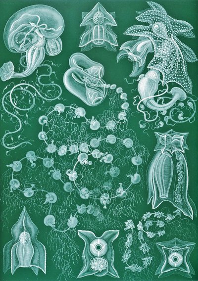 Przykłady Siphonophorae z „Art Forms of Nature” autorstwa Ernst (after) Haeckel