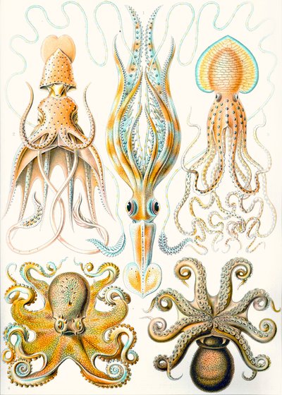 Przykłady różnych „sztucznych form przyrody” głowonogów autorstwa Ernst (after) Haeckel
