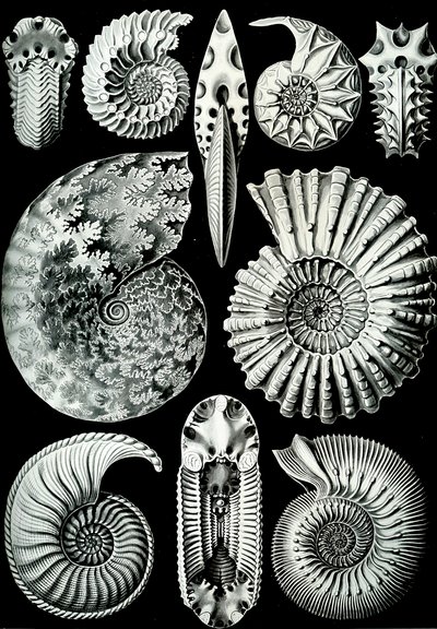 Ilustracja Ammonitidy z „Art Forms of Nature” 1904 (lito) autorstwa Ernst (after) Haeckel
