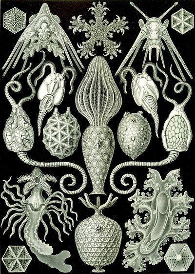 Ilustracja Amforidei z „Art Forms of Nature” 1904 (lito) autorstwa Ernst (after) Haeckel