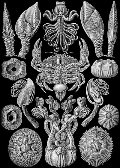 Ilustracja Cirripedii z „Art Forms of Nature” 1904 (lito) autorstwa Ernst (after) Haeckel