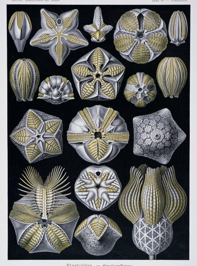 Blastoidea, płyta z Artforms of Nature, ok.1899-1904 (kolor grawerowany) autorstwa Ernst Haeckel