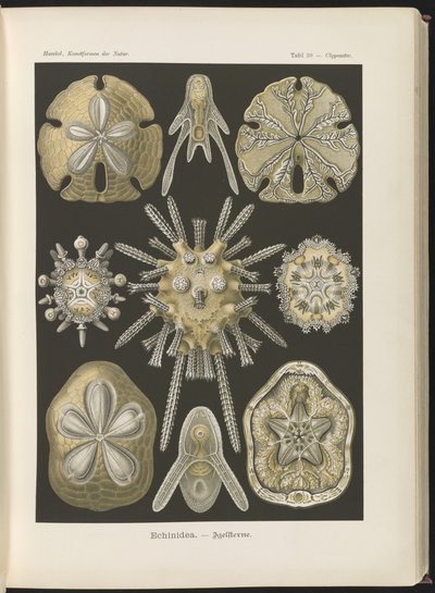 Echinidea: jeżowce i dolary morskie autorstwa Ernst Haeckel