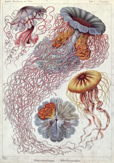 Meduza, z „Formy sztuki natury” autorstwa Ernst Haeckel