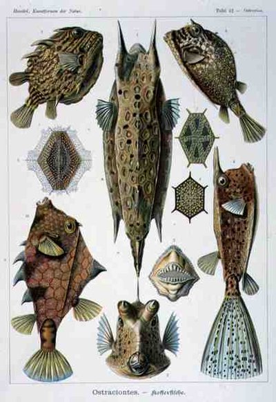 Ostraciontes, talerz z Artforms of Nature autorstwa Ernst Haeckel