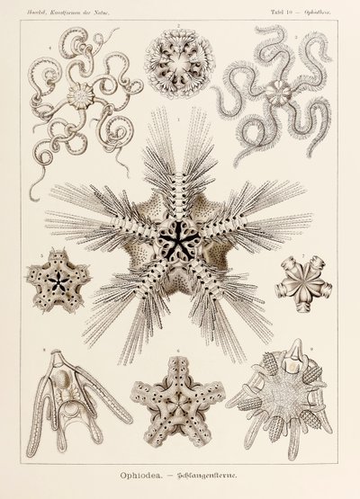 Tabliczka 10 Ophiothrix Ophiodea z 