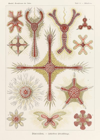 Tabliczka 11 Heliodiscus Discoidea z 