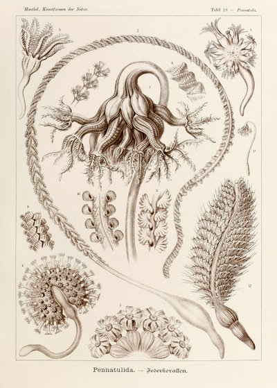 Talerz 19 Pennatula Pennatulida z „Kunstformen der Natur” (Formy sztuki w naturze) z ilustracjami Ernsta Haeckela (1834-1919) autorstwa Ernst Haeckel
