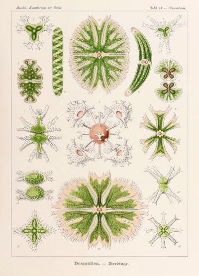 Tabliczka 24 Staurastrum Desmidiea z „Kunstformen der Natur” (Formy sztuki w naturze) z ilustracjami Ernsta Haeckela (1834-1919) autorstwa Ernst Haeckel
