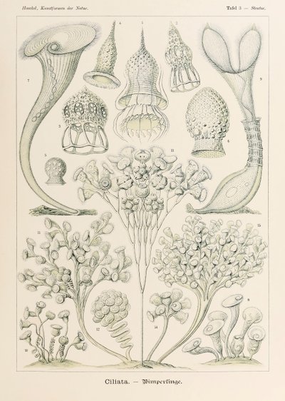 Tabliczka 3 Stentor Ciliata z „Kunstformen der Natur” (Formy sztuki w przyrodzie) z ilustracjami Ernsta Haeckela (1834-1919) autorstwa Ernst Haeckel