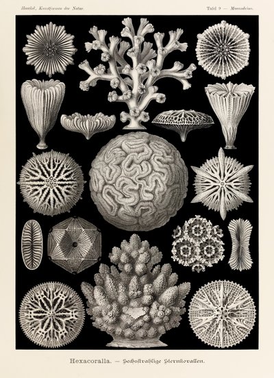 Tabliczka 9 Maeandrina Hexacoralla z „Kunstformen der Natur” (Formy sztuki w przyrodzie) z ilustracjami Ernsta Haeckela (1834-1919) autorstwa Ernst Haeckel