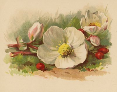 Róża bożonarodzeniowa i jagody (chromolitho) autorstwa Ethel C. Nisbet