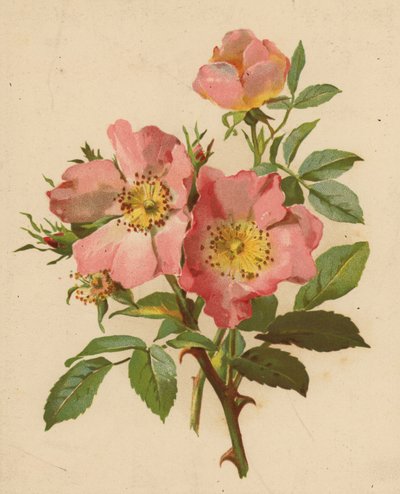 Psie Róże (chromolitho) autorstwa Ethel C. Nisbet