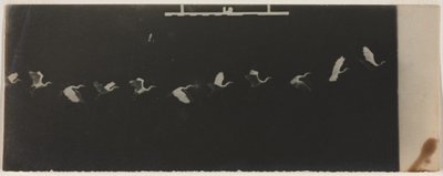 Chronofotografia przedstawiająca latającą czaplę autorstwa Etienne Jules Marey