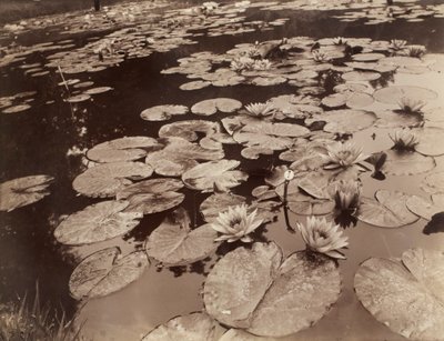 Nenufary (Bagatelle) autorstwa Eugène Atget