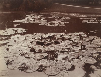 Nenufary autorstwa Eugène Atget