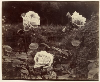 Róże autorstwa Eugène Atget
