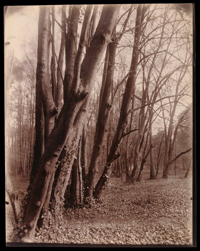  autorstwa Eugène Atget