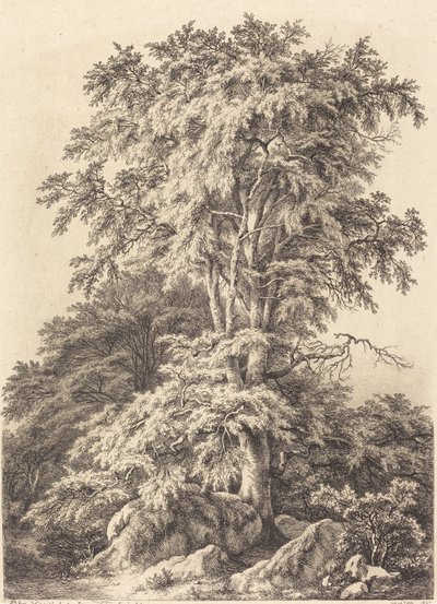 Bukowy Gaj, 1840. autorstwa Eugene Bléry