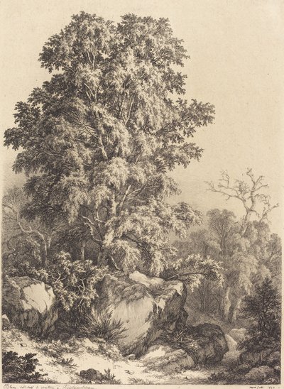 Bukowy Gaj, 1840. autorstwa Eugene Bléry