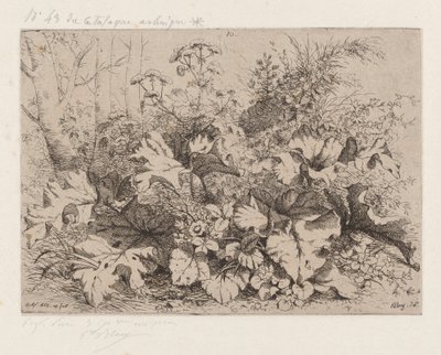 Łopian w rozkwicie, 1858. autorstwa Eugene Bléry