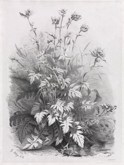 Grupy różnych roślin rysowanych po naturze: nr 7, 1848. autorstwa Eugene Bléry