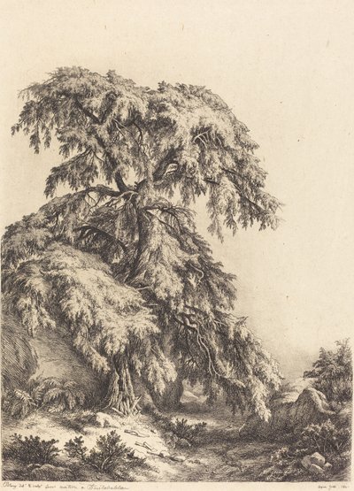 Drzewo jałowca, 1840. autorstwa Eugene Bléry