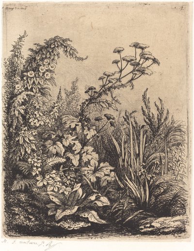La petite berle aux liserons Mały pasternak wodny z powójem, opublikowany w 1849 r. autorstwa Eugene Bléry