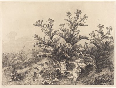 Duży oset, 1843. autorstwa Eugene Bléry
