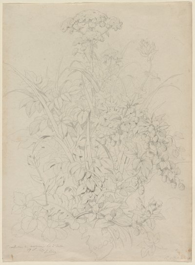 Studium roślin, 1857. autorstwa Eugene Bléry