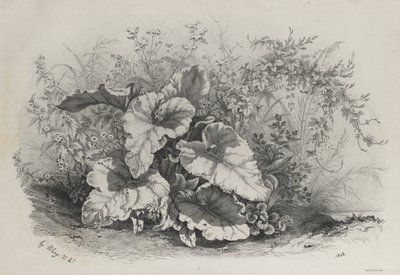 Studium roślinne z grupy różnych roślin rysowanych i litografowanych według natury..., 1848. autorstwa Eugene Bléry
