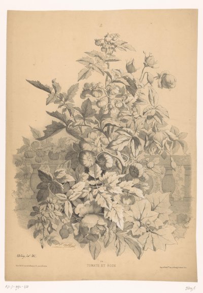 Pomidor w rozen Pomidor i róża (tytuł na obiekcie) Planten en bloemen (tytuł serii) Przewodnik przemysłowy zaczerpnięty z natury i litografowany przez Bléry