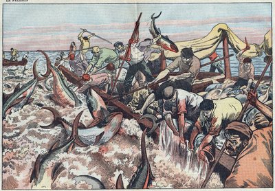 Połowy tuńczyka w Tunezji - Tuńczyk łowi się w ostatnią sieć znaną jako „corpo”, wykluwa się z kłami i uderza w łódź rybacką. Ilustracja Damblans. W „Le Pelerin” z 30 sierpnia autorstwa Eugene Damblans