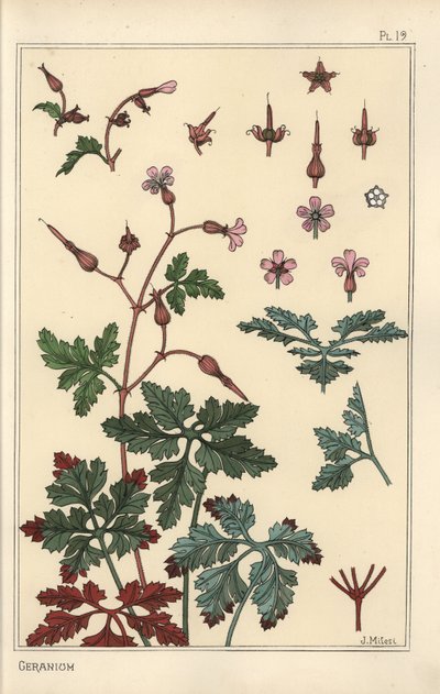 Ilustracja botaniczna kwiatu geranium, płatków, liści autorstwa Eugene Grasset