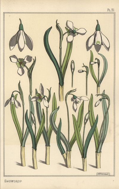 Ilustracja botaniczna przebiśnieg, Galanthus nivalis autorstwa Eugene Grasset