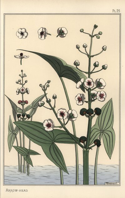 Ilustracja botaniczna grotu strzały, Sagittaria sagittifolia autorstwa Eugene Grasset
