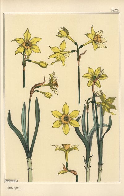 Ilustracja botaniczna żonkila, Narcissus jonquilla, przedstawiająca części kwiatu autorstwa Eugene Grasset