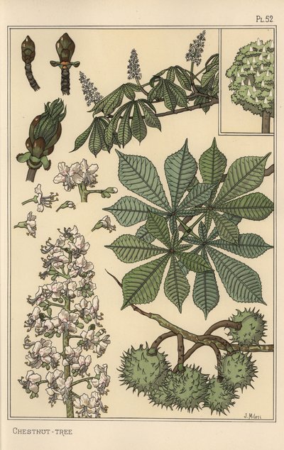 Badanie botaniczne kasztanowca autorstwa Eugene Grasset