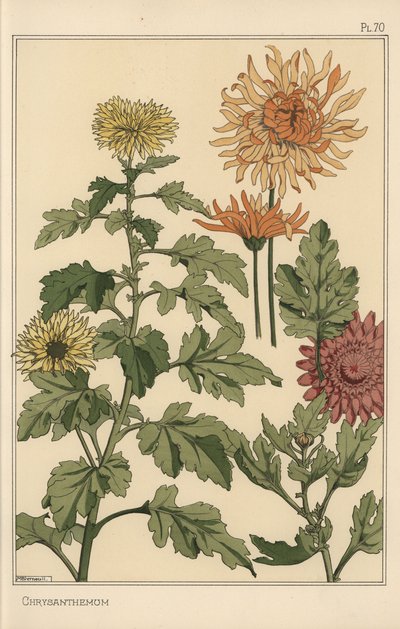 Badanie botaniczne chryzantem autorstwa Eugene Grasset