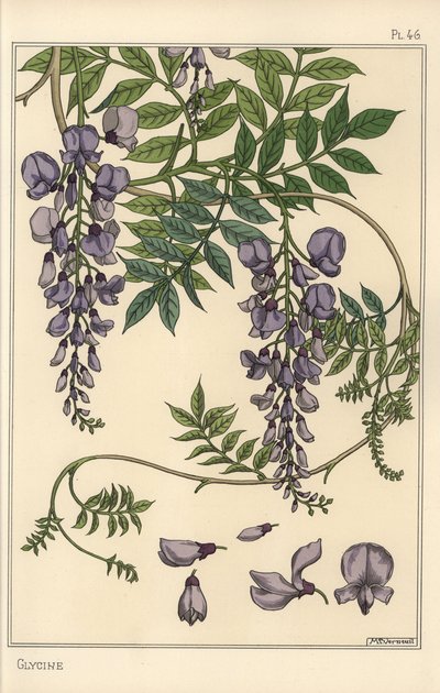 Badanie botaniczne glicyny autorstwa Eugene Grasset